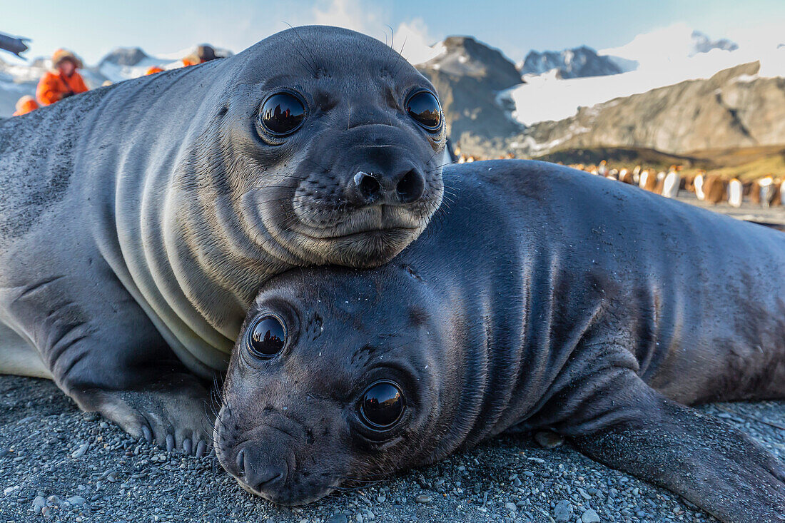 Southern elephant seal pups (Mirounga leonina), Gold Harbor, South Georgia, Polar Regions