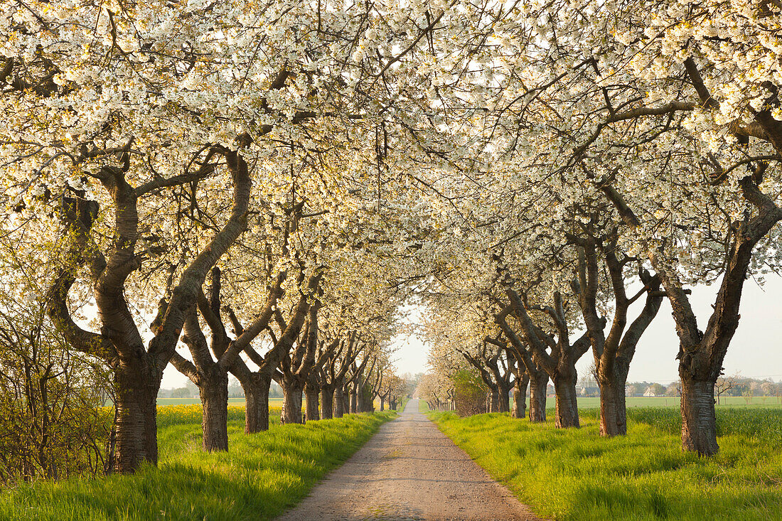 Alley of cherry trees, Wendland region, Lower Saxony, Germany