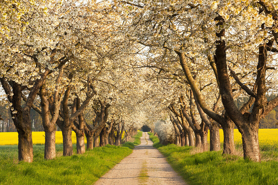 Alley of cherry trees, Wendland region, Lower Saxony, Germany