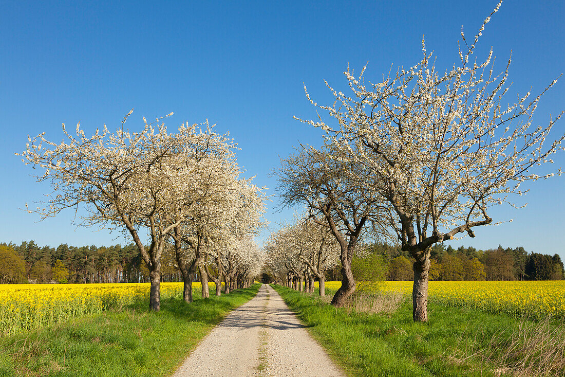 Kirschbaumallee im Wendland, Niedersachsen, Deutschland