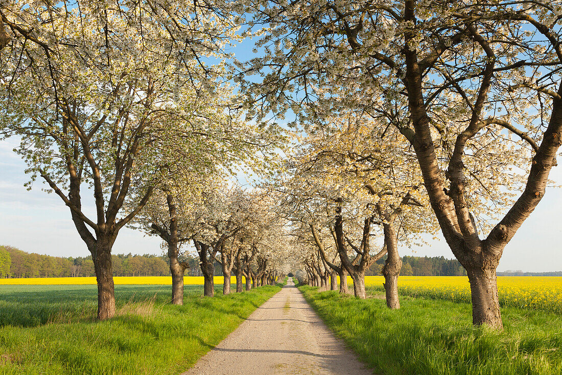 Alley of cherry trees, Wendland region, Lower Saxony, Germany