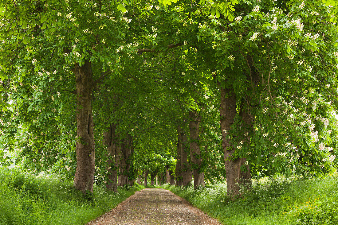 Chestnut alley near Lancken-Granitz, Ruegen island, Mecklenburg-West Pomerania, Germany