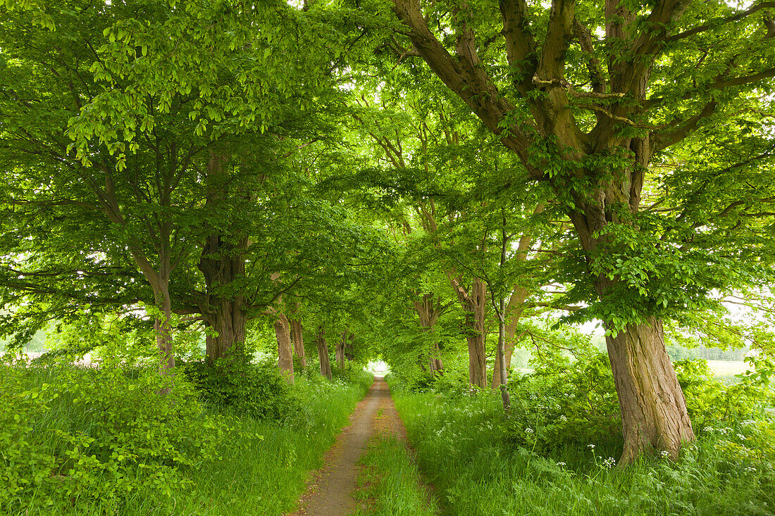 Hainbuchenallee bei Putbus, Insel Rügen, Mecklenburg-Vorpommern, Deutschland