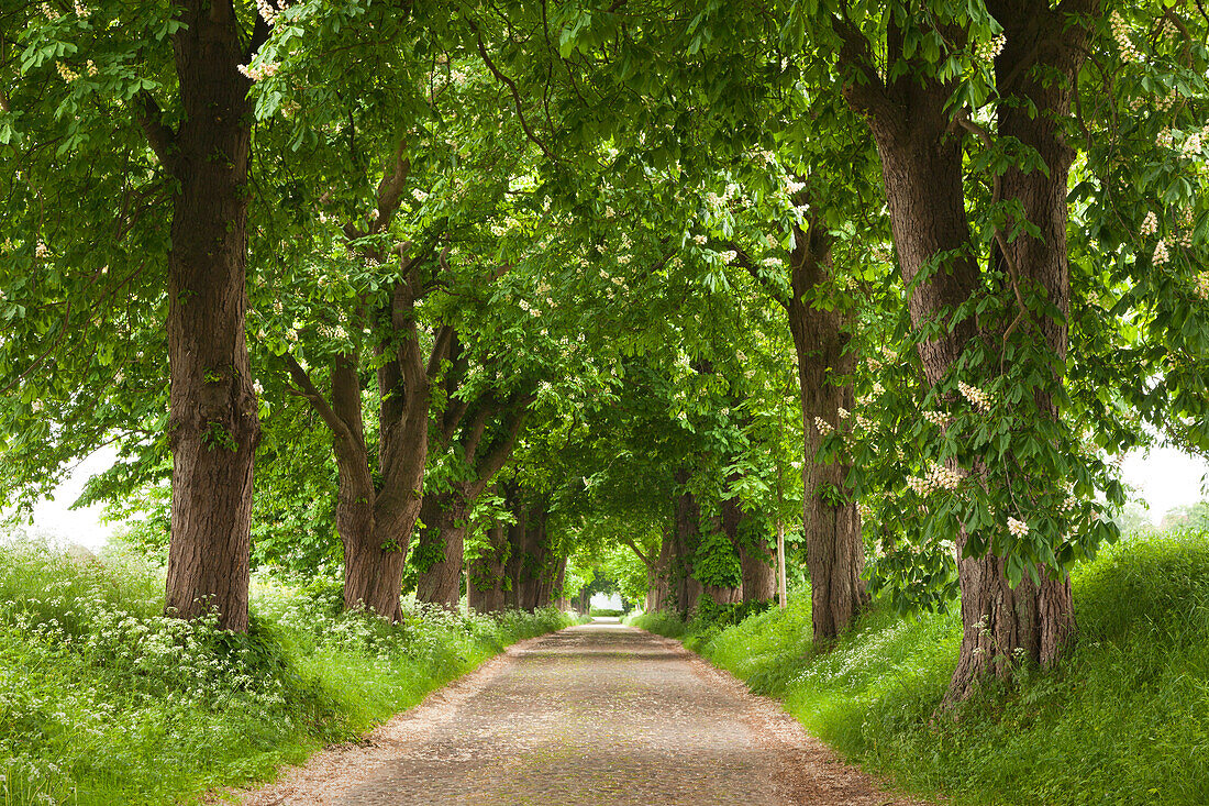 Kastanienallee bei Lancken-Granitz, Insel Rügen, Mecklenburg-Vorpommern, Deutschland