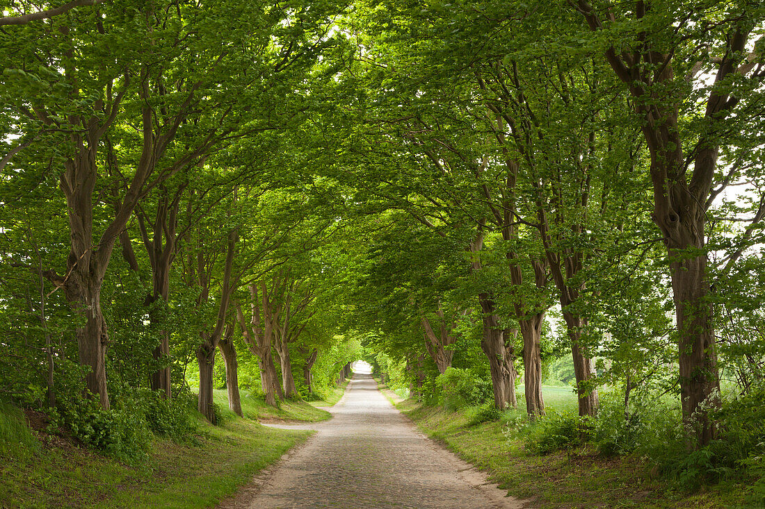 Hornbeam alley, near Zirkow, Ruegen island, Mecklenburg-West Pomerania, Germany