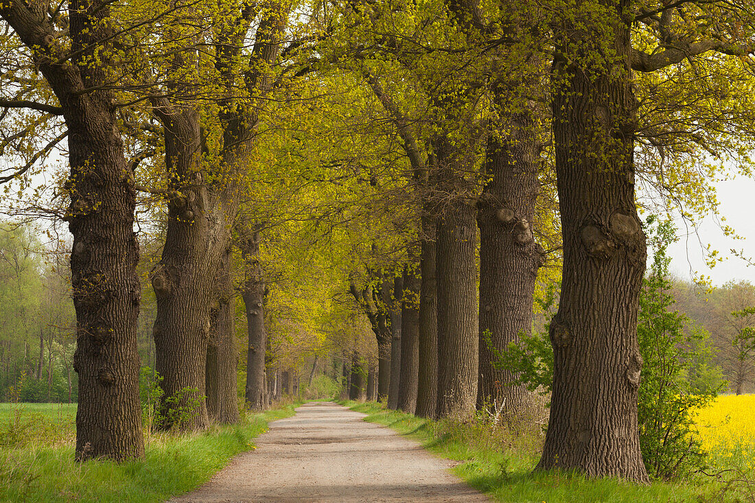 Oak alley near Helmstedt, Lower Saxony, Germany