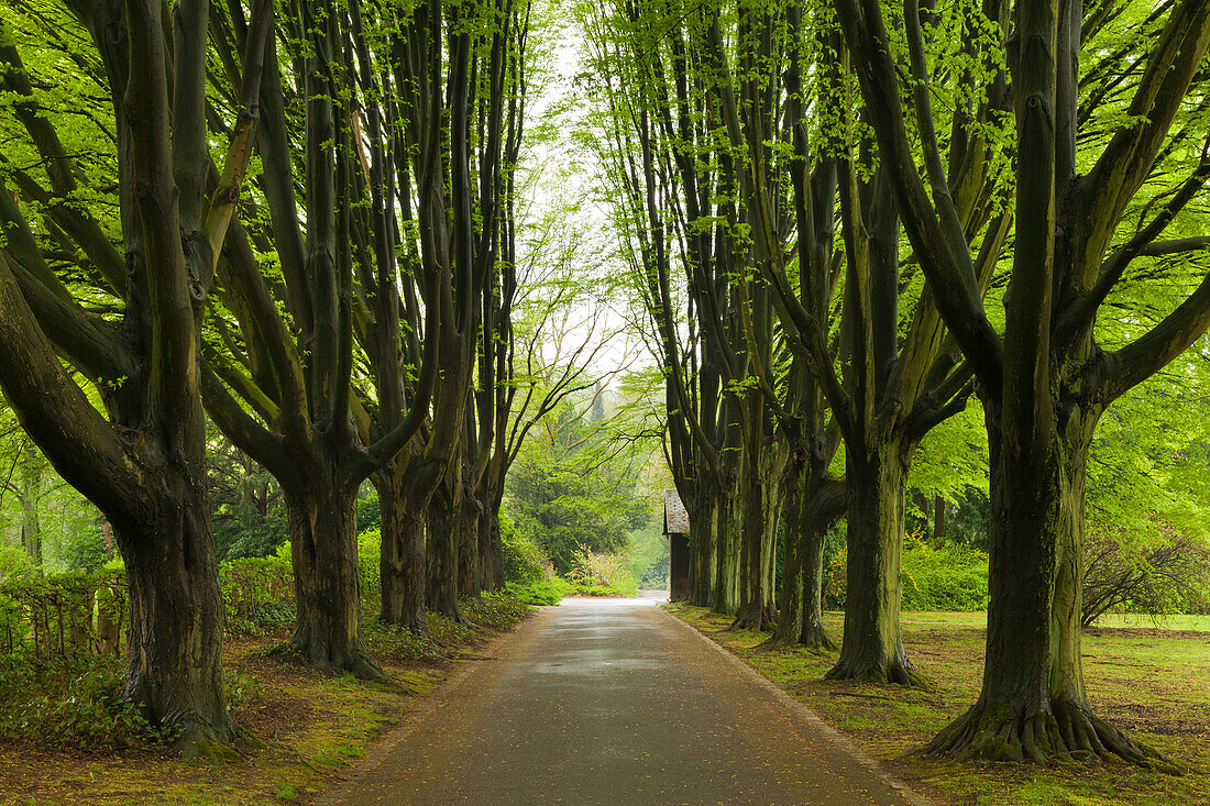 Hornbeam alley, Dortmund, North Rhine-Westphalia, Germany