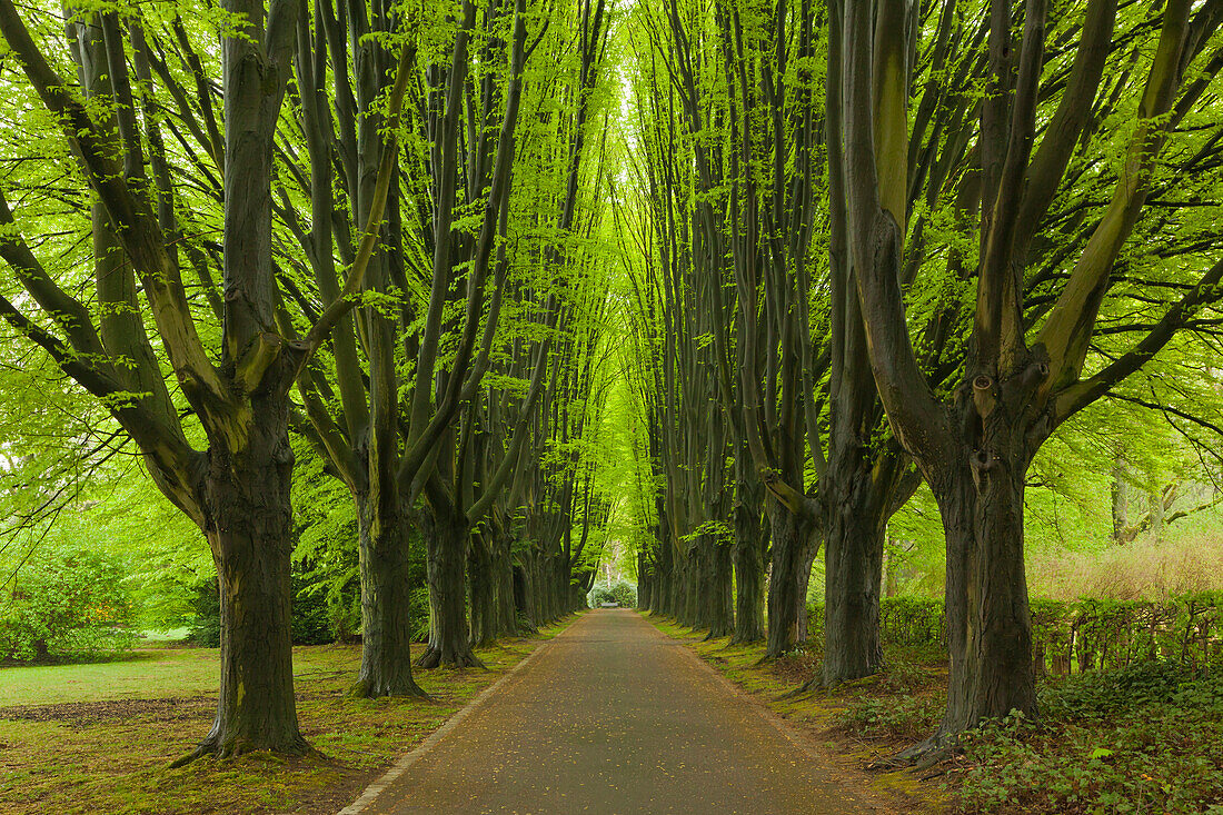 Hainbuchenallee, Dortmund, Nordrhein-Westfalen, Deutschland