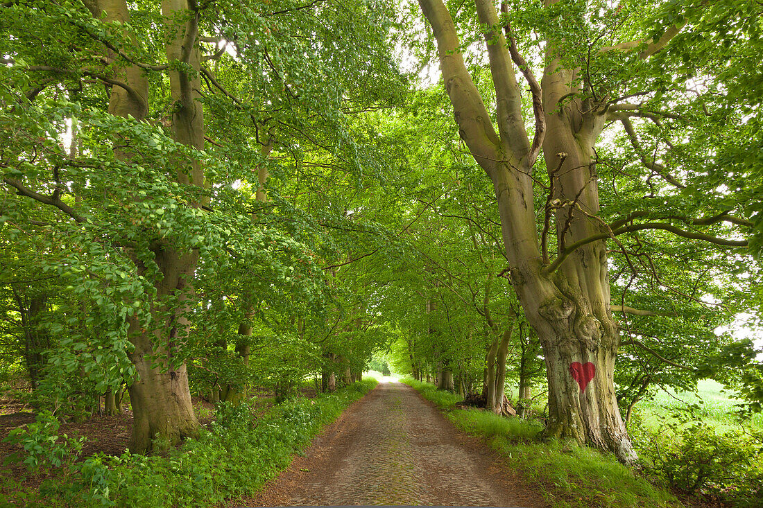 Beech alley, Ruegen island, Mecklenburg-West Pomerania, Germany