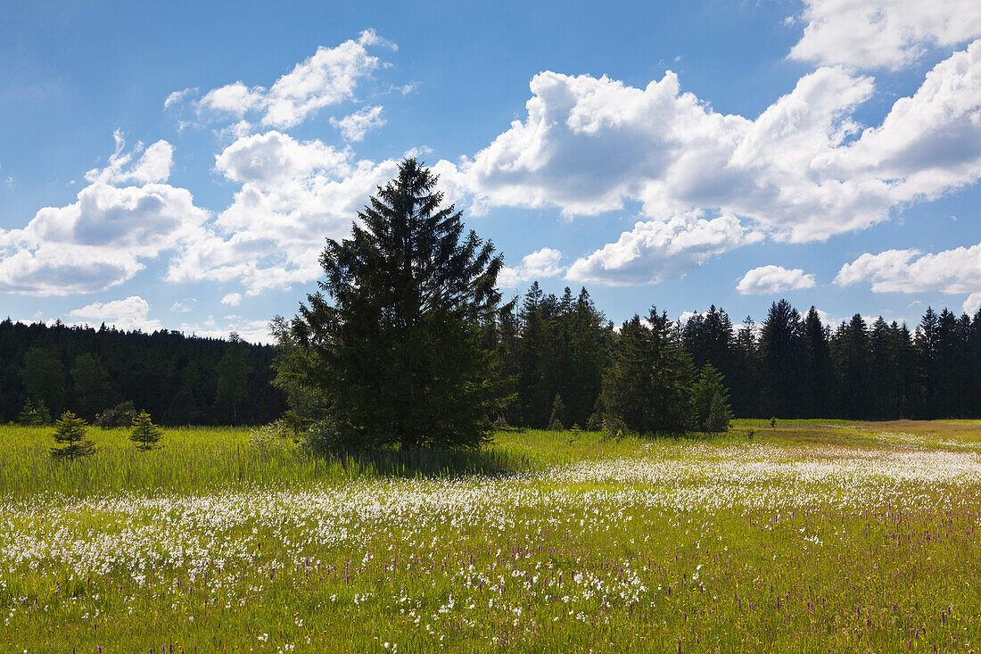 Cotton grass, near Nesselwang to Tannheimer mountains, Allgaeu, Bavaria, Germany