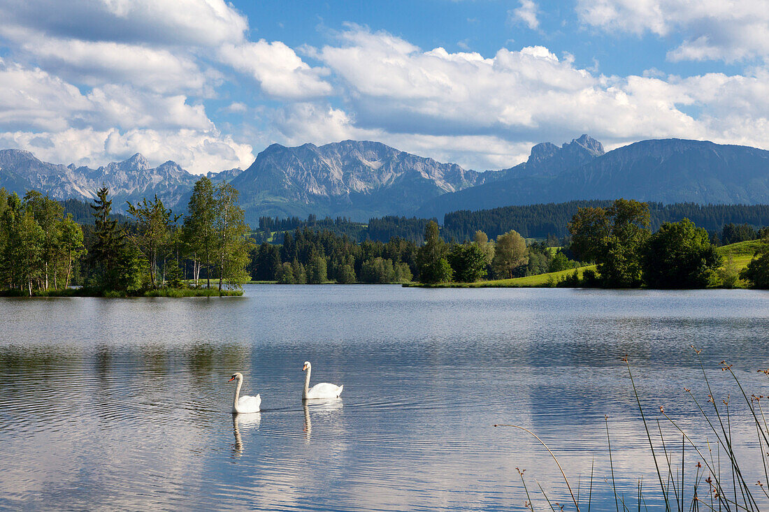 Swans, view over Schwaltenweiher near Seeg to Tannheimer mountains, Allgaeu, Bavaria, Germany