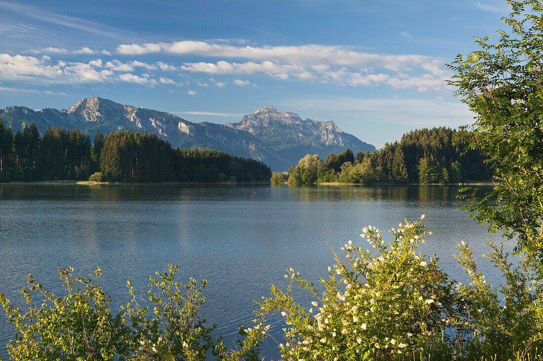 Blick über den Forggensee auf Tegelberg und Säuling, Allgäu, Bayern, Deutschland