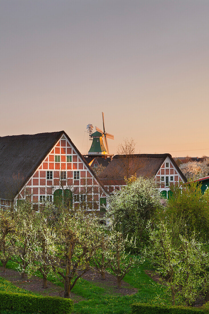 Blühende Obstbäume vor reetgedeckten Fachwerkhäusern und Windmühle, bei Twielenfleth, Altes Land, Niedersachsen, Deutschland