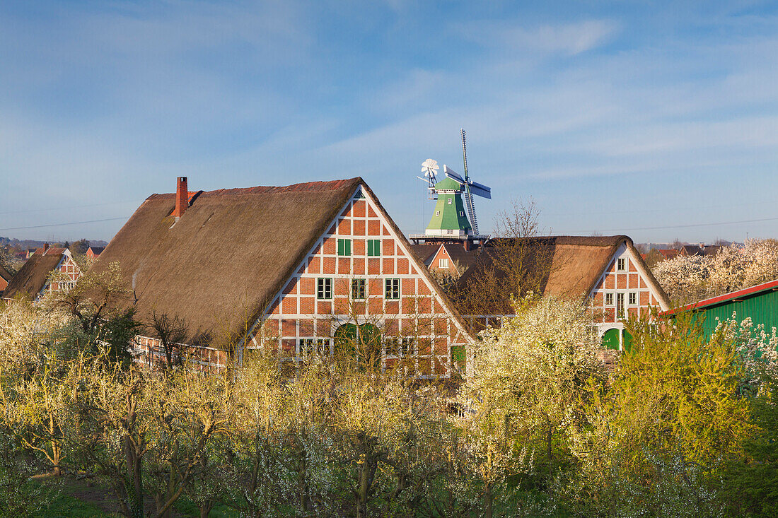 Blühende Obstbäume vor reetgedeckten Fachwerkhäusern und Windmühle, bei Twielenfleth, Altes Land, Niedersachsen, Deutschland