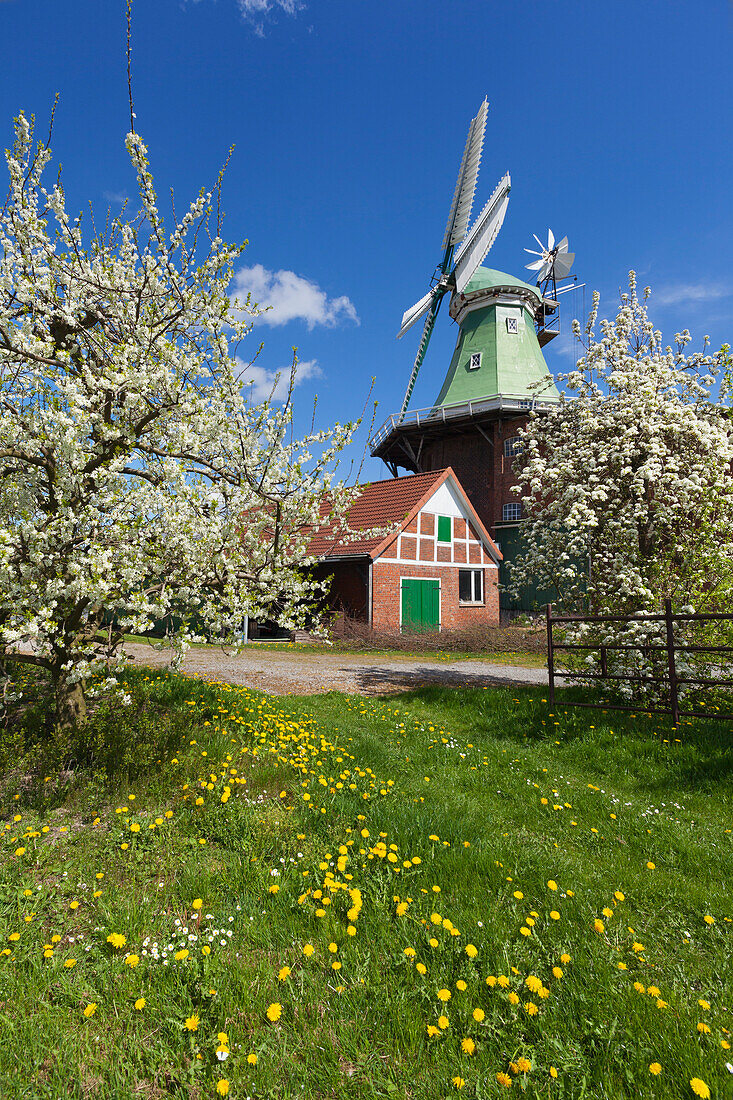 Blooming trees in front of a windmill, near Twielenfleth, Altes Land, Lower Saxony, Germany