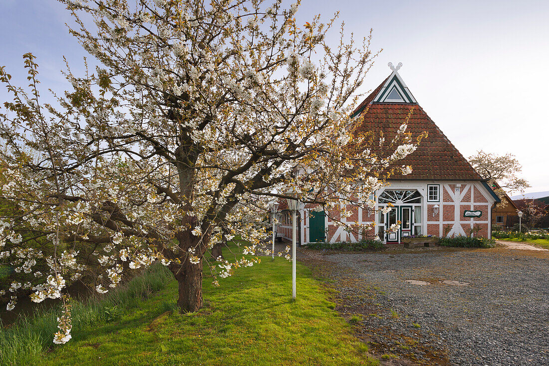 Blühende Obstbäume vor Fachwerkhaus, bei Steinkirchen, Altes Land, Niedersachsen, Deutschland