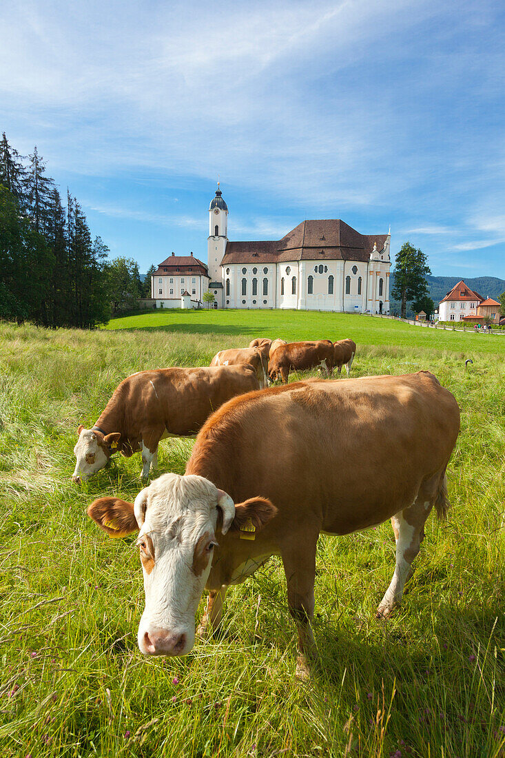 Grasende Kühe vor der Wieskirche, Steingaden, Pfaffenwinkel, Bayern, Deutschland