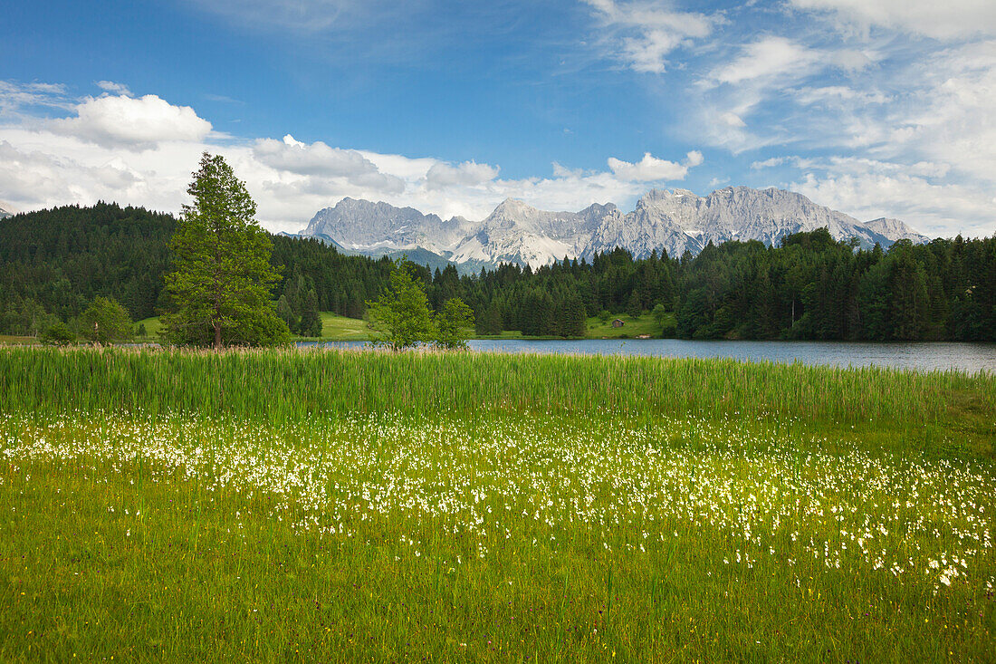Cotton grass at Geroldsee, view to Karwendel, Werdenfels region, Bavaria, Germany