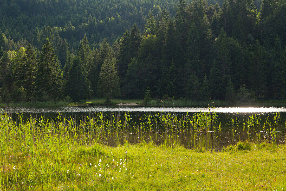 Luttensee, near Mittenwald, Werdenfels region, Upper Bavaria, Bavaria, Germany