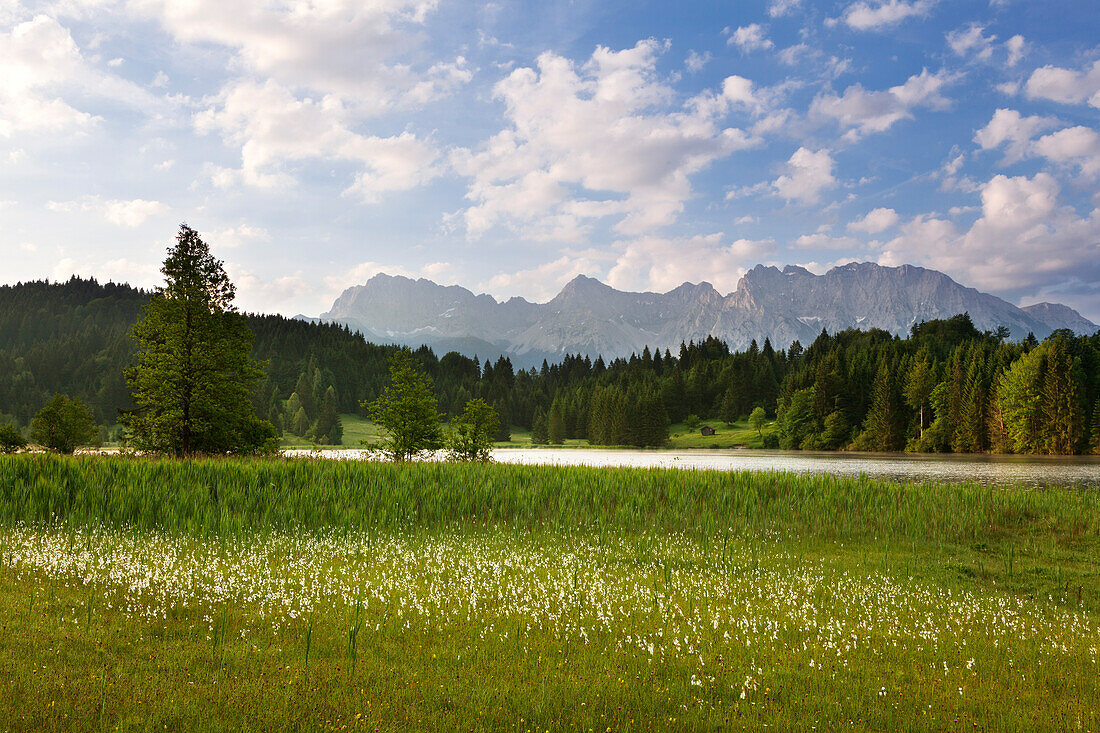 Cotton grass at Geroldsee, view to Karwendel, Werdenfels region, Bavaria, Germany