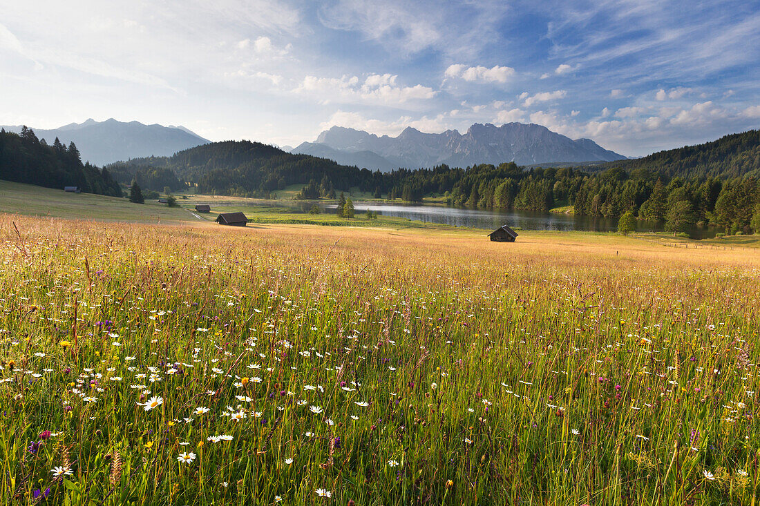 Blumenwiese am Geroldsee, Blick zum Karwendel, Werdenfelser Land, Bayern, Deutschland