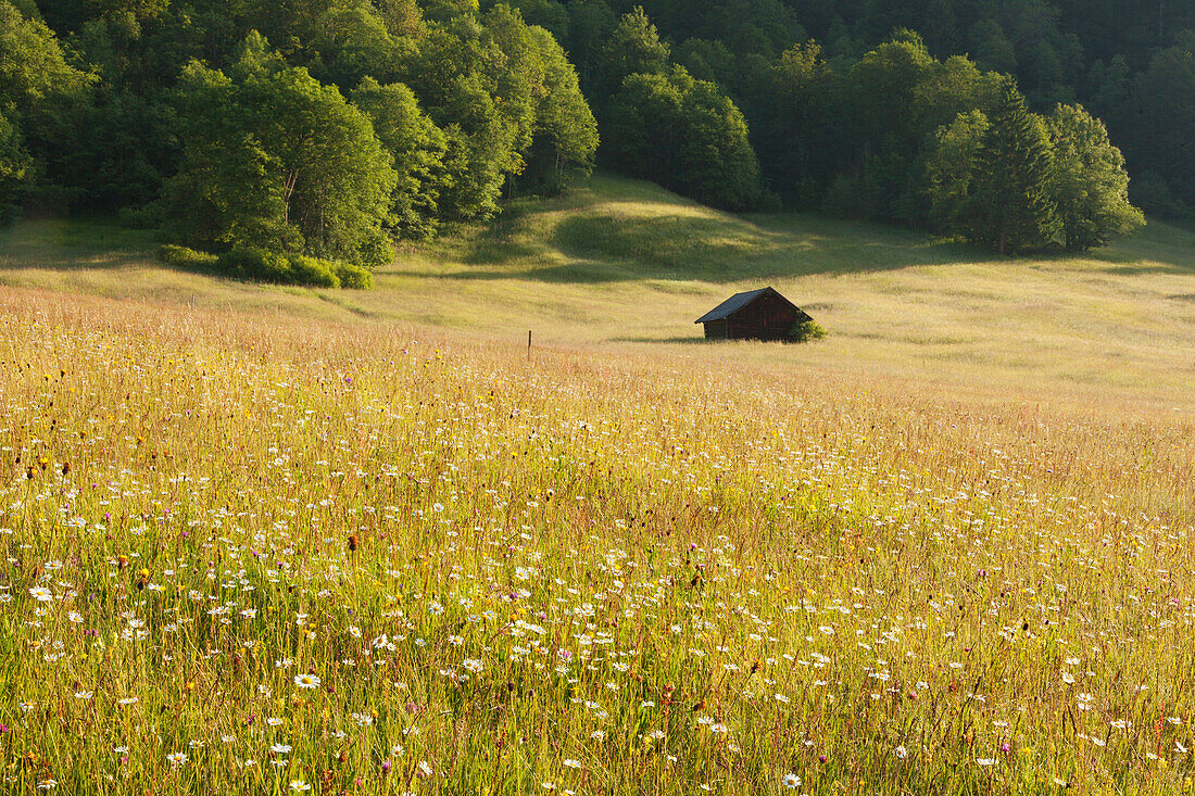 Heustadel auf einer Blumenwiese am Geroldsee, Werdenfelser Land, Bayern, Deutschland