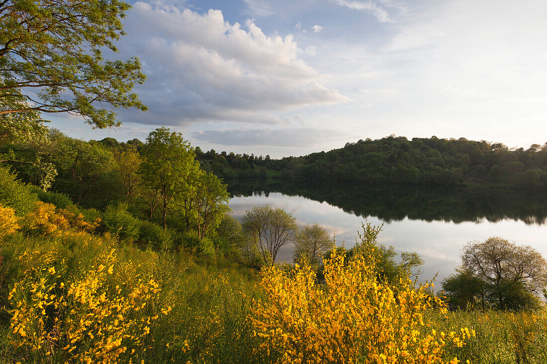 Ginster am Weinfelder Maar (Totenmaar), bei Daun, Eifelsteig, Vulkaneifel, Eifel, Rheinland-Pfalz, Deutschland