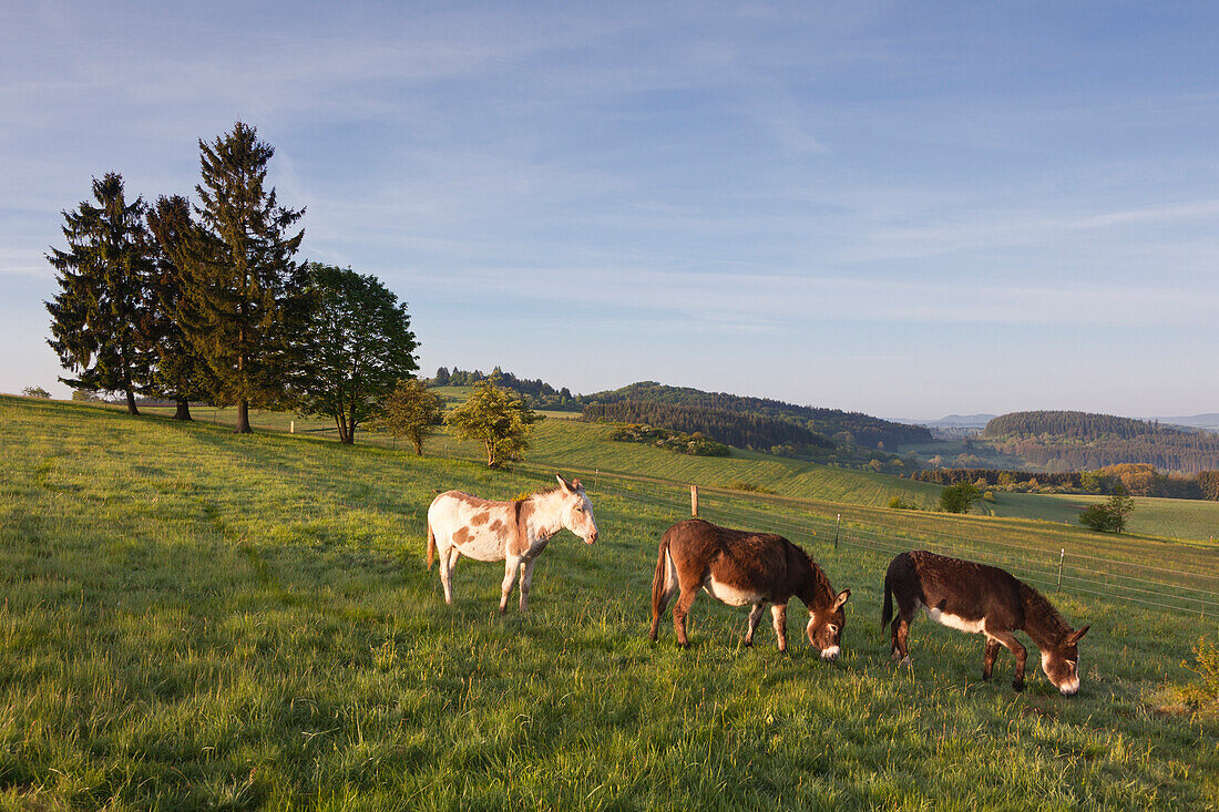 Esel auf einer Wiese, bei Daun, Eifelsteig, Vulkaneifel, Eifel, Rheinland-Pfalz, Deutschland