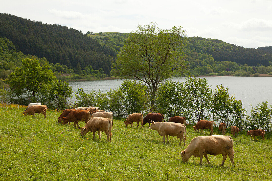 Grazing cattle at Meerfelder Maar, Vulkaneifel, Eifel, Rhineland-Palatinate, Germany
