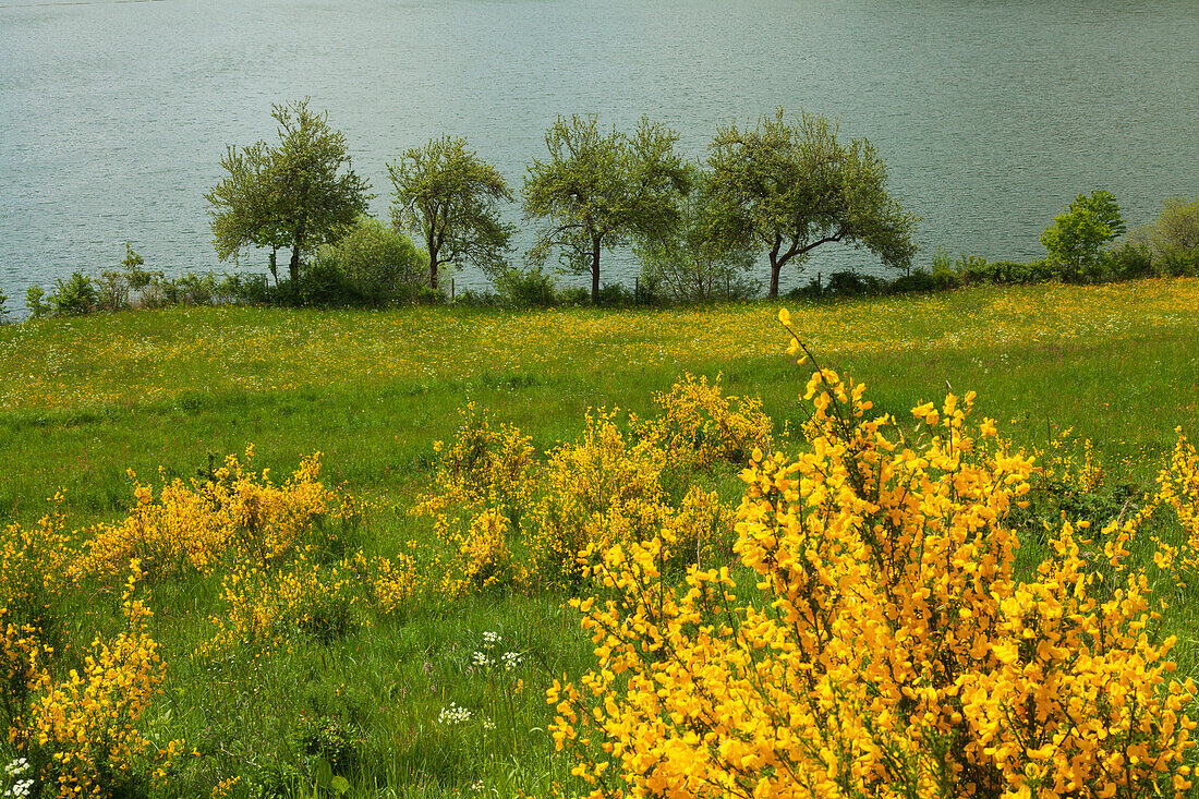 Ginster am Meerfelder Maar, Vulkaneifel, Eifel, Rheinland-Pfalz, Deutschland