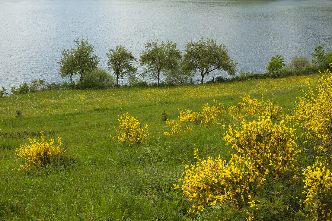 Gorse at Meerfelder Maar, Vulkaneifel, Eifel, Rhineland-Palatinate, Germany