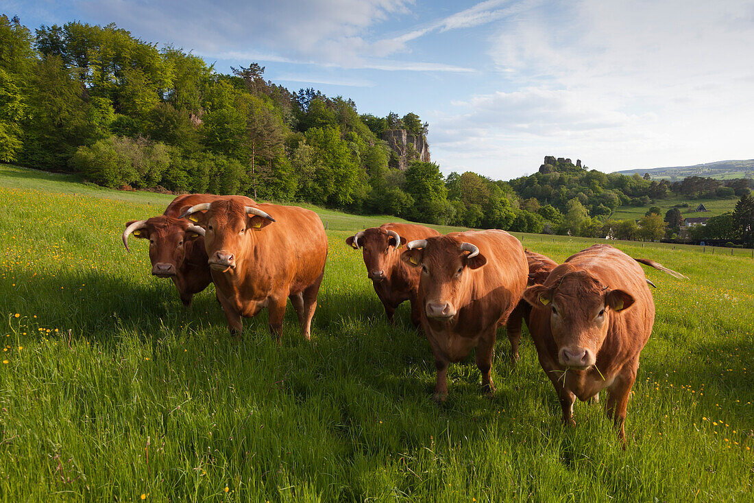 Kühe auf einer Wiese vor den Gerolsteiner Dolomitfelsen, bei Gerolstein, Eifelsteig, Vulkaneifel, Eifel, Rheinland-Pfalz, Deutschland