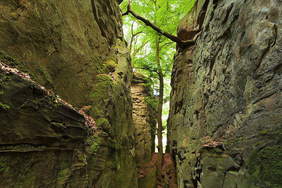 Teufelsschlucht, Naturpark Südeifel, Eifel, Rheinland-Pfalz, Deutschland