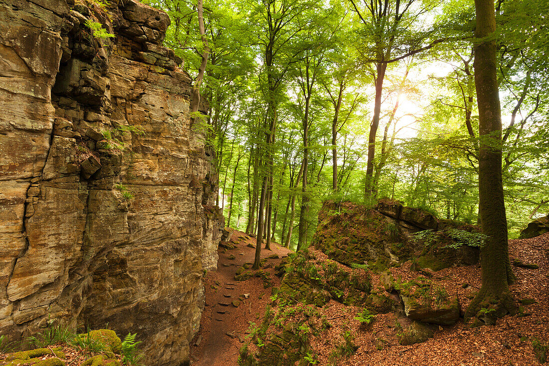 Teufelsschlucht, nature park Suedeifel, Eifel, Rhineland-Palatinate, Germany