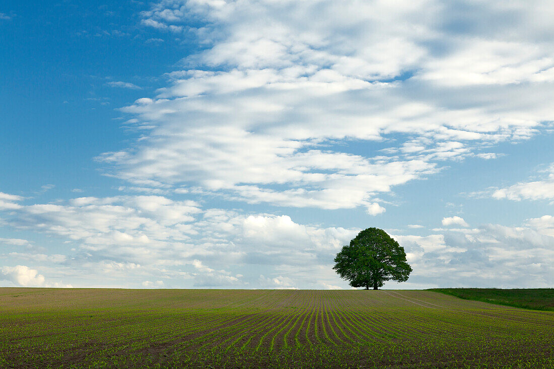 Feld auf dem Ferschweiler Plateau, Naturpark Südeifel, Eifel, Rheinland-Pfalz, Deutschland