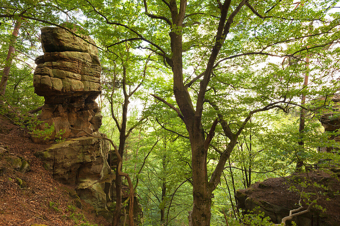 Felsformationen der Prümerburg, Naturpark Südeifel, Eifel, Rheinland-Pfalz, Deutschland