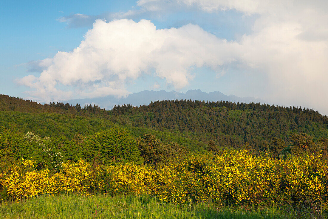 Landschaft mit Ginster bei Nürburg, Eifel, Rheinland-Pfalz, Deutschland