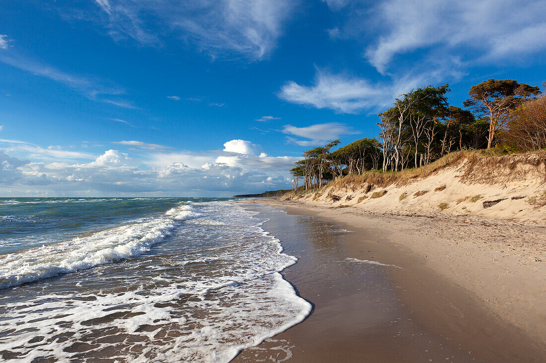 Western beach, Darss, National Park Vorpommersche Boddenlandschaft, Baltic Sea, Mecklenburg-West Pomerania, Germany