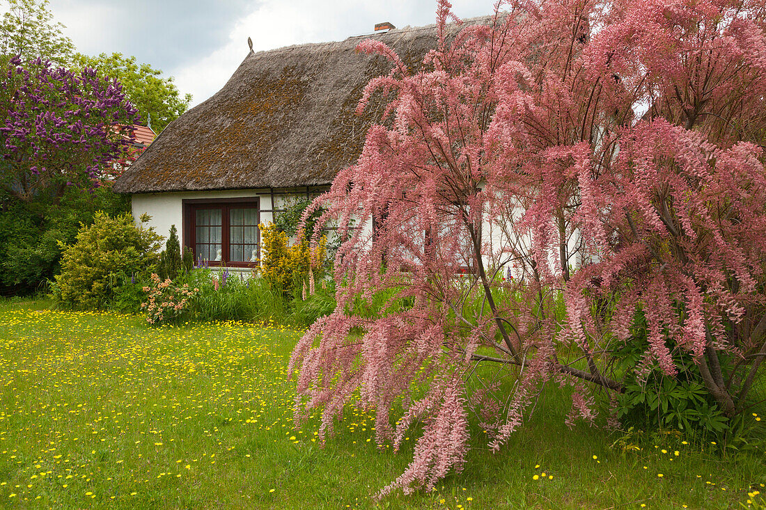 House in Born, Darss, Baltic Sea, Mecklenburg-West Pomerania, Germany