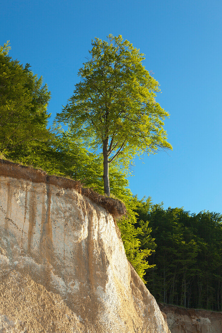 Beech at the brim of the chalk cliff, National Park Jasmund, Ruegen island,  Baltic Sea, Mecklenburg-West Pomerania, Germany