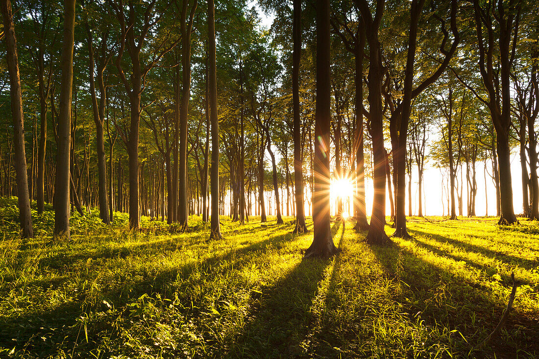 Gespensterwald near Nienhagen, Baltic Sea, Mecklenburg-West Pomerania, Germany