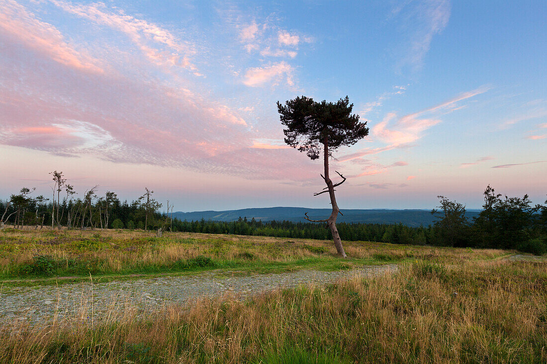 Kahlen Asten hill, near Winterberg, Rothaarsteig hiking trail, Rothaargebirge, Sauerland region, North Rhine-Westphalia, Germany