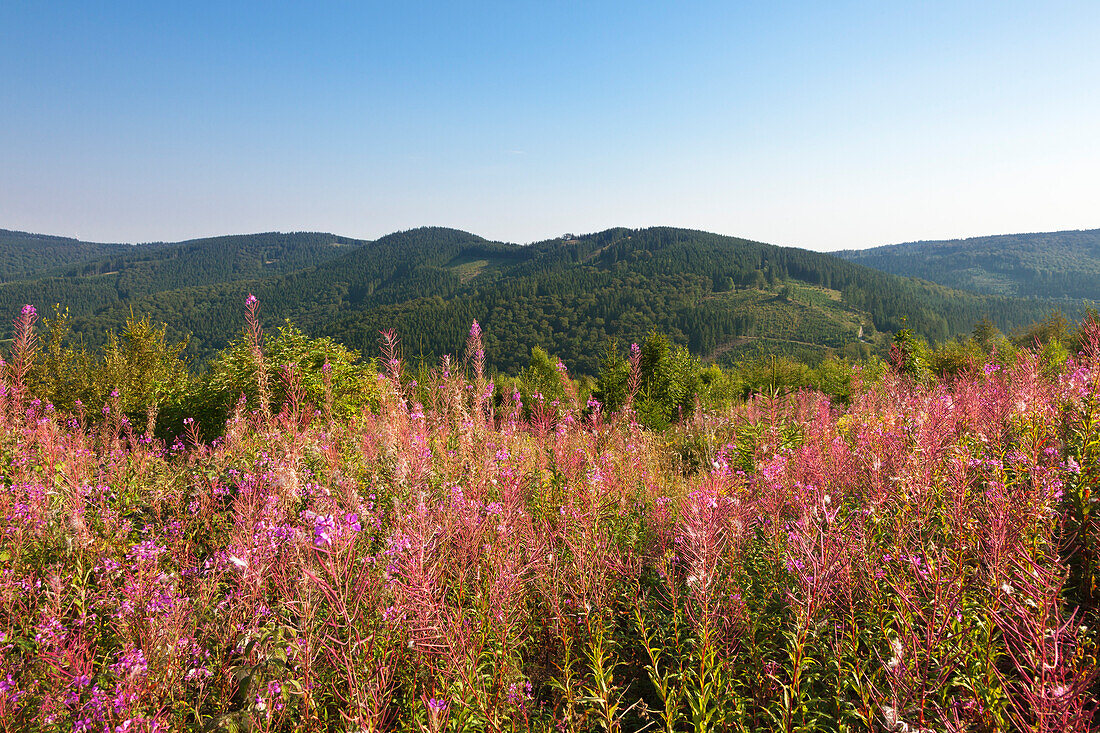 Willowherbs in a meadow, Rothaarsteig hiking trail, Rothaargebirge, Sauerland region, North Rhine-Westphalia, Germany