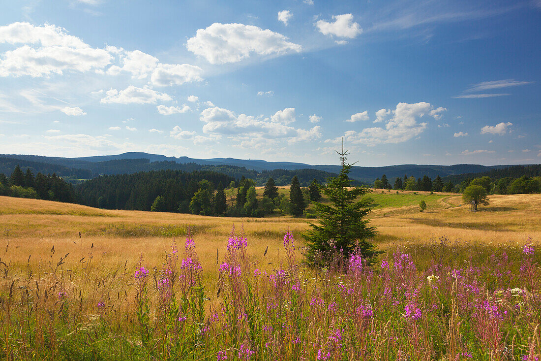 Weidenröschen, Landschaft am Rennsteig bei Stützerbach, Naturpark Thüringer Wald, Thüringen, Deutschland