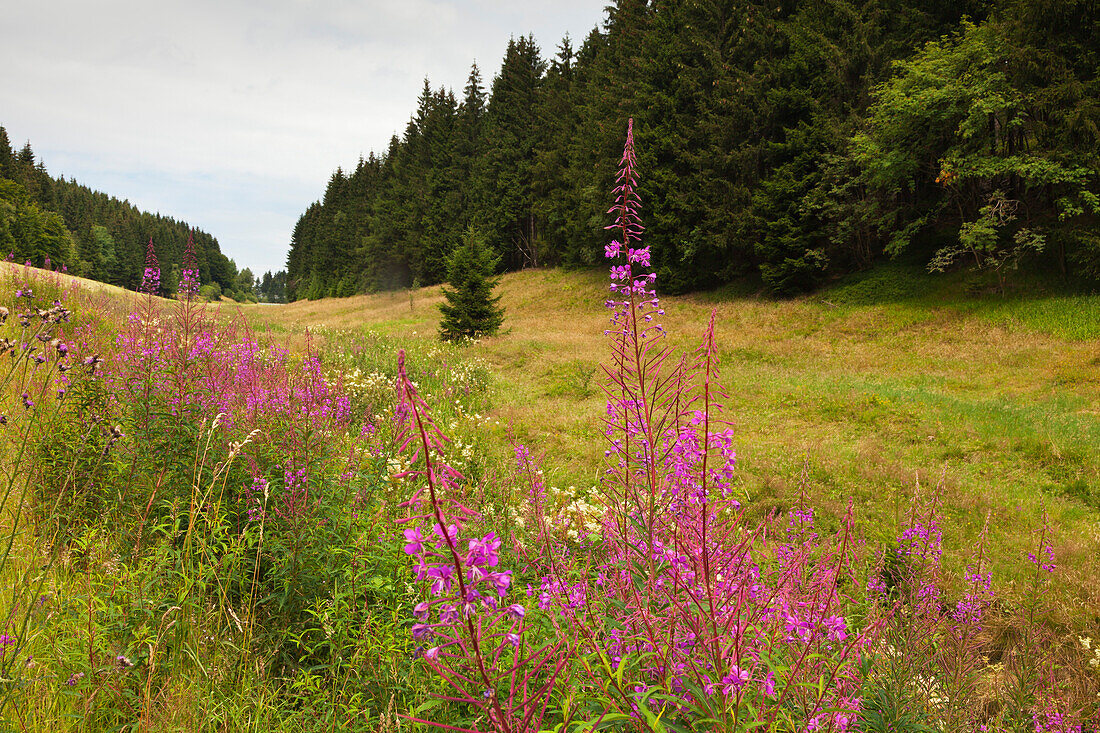 Weidenröschen in einem Tal bei Lauscha, Naturpark Thüringer Wald, Thüringen, Deutschland
