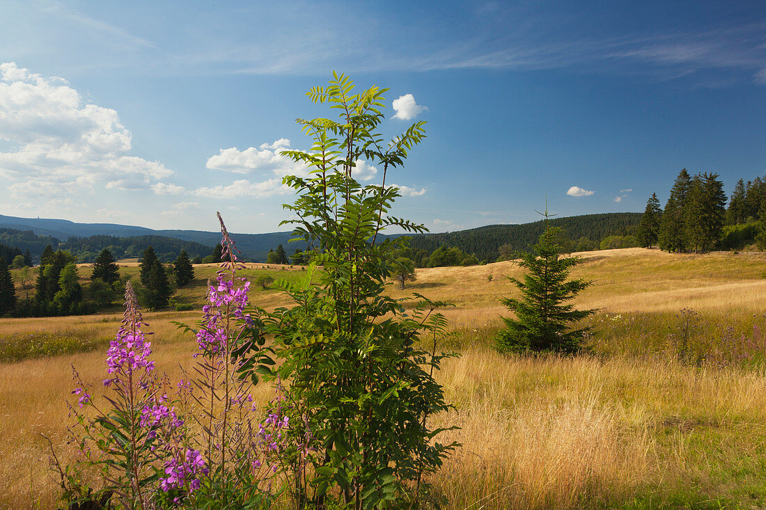 Willow-herb, Rennsteig hiking trail, near Stuetzerbach, nature park Thueringer Wald,  Thuringia, Germany