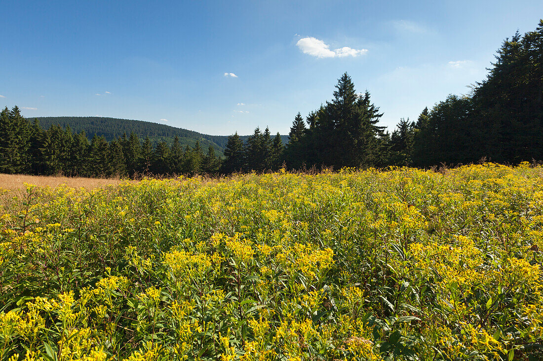 Landscape at the Rennsteig hiking trail, near Schmuecke, nature park Thueringer Wald,  Thuringia, Germany