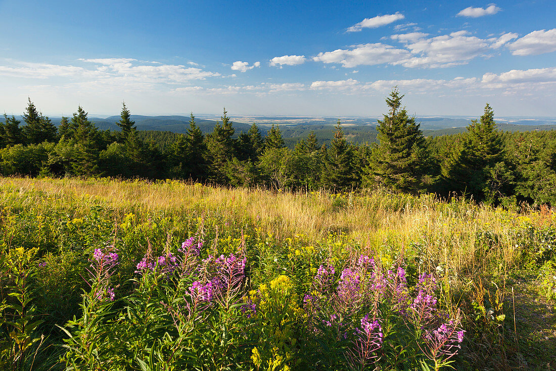 View from Schneekopf hill, nature park Thueringer Wald,  Thuringia, Germany