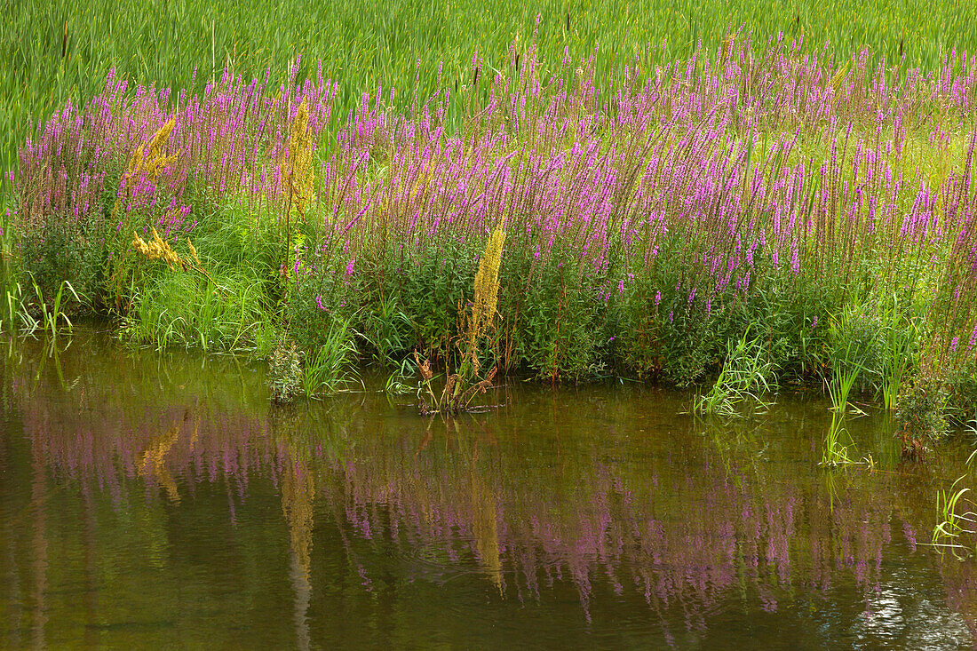 Saale-Ufer am Schloss Burgk, Naturpark Thüringer Schiefergebirge / Obere Saale, Thüringen, Deutschland