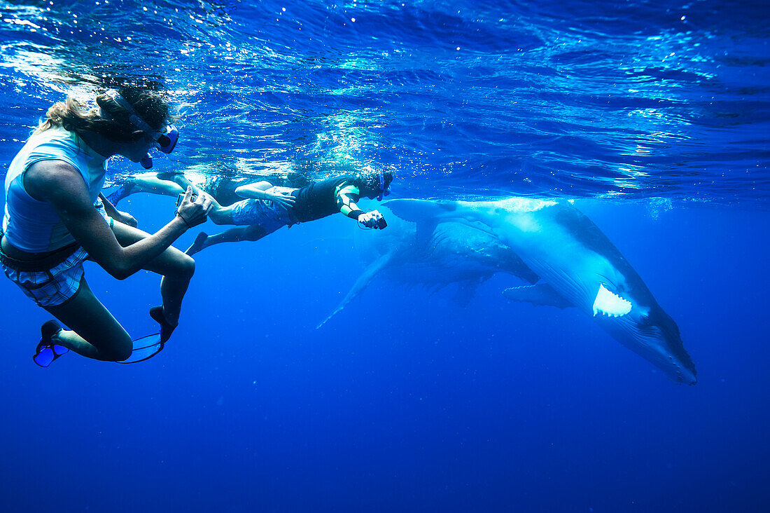 Tourists swimming with Humpback whales (Megaptera novaeangliae), Vavau, Tonga